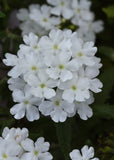Verbena