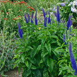 Speedwell