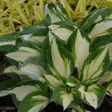 Hosta