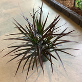 Dragon Tree