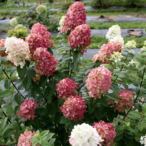 Hydrangea - Fire Light Tidbit