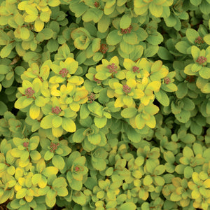 Spirea - Glow Girl